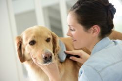 woman brushing dog | HVAC Pet Tips | Stiles Heating, Cooling, & Plumbing