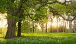 Forest with green trees and sunshine | Arbor Day | Stiles Heating, Cooling, & Plumbing