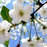 Spring flowers on trees after rain showers | HVAC | Stiles Heating, Cooling, & Plumbing