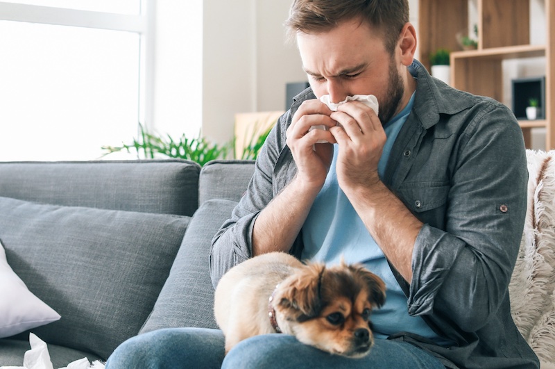 Person blowing nose with dog in their lap.